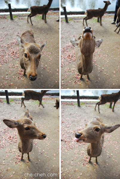 Super Cute Deer @ Nara